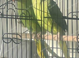 Indian ring nack parrot