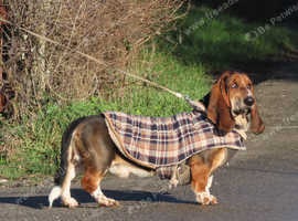 Tri Basset Boy FOR STUD ONLY! Health clear, 100% Motility!
