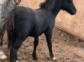 !friendliest foal needs a home! Open to offers