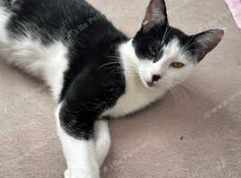 9 month old female kitten
