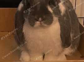 Blue butterfly french lop