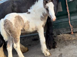 Blue Blagdon mare and coloured foal at foot