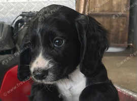 Cocker Spaniel Pups