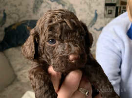 Flat coat clearance cockapoo for sale