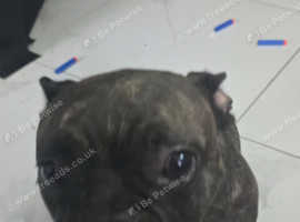 Female French bulldog