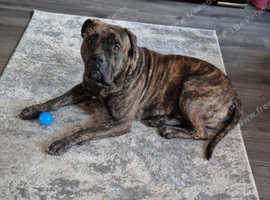 Bullmastiff x bulldog
