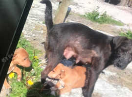 Patterdale cross jack russell