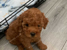 Pick ur red toy poodle up today !!