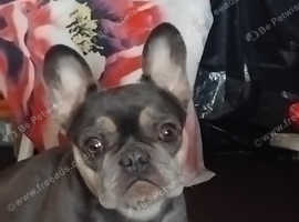 Bella French bulldog