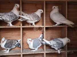 Satinette Pigeons for sale