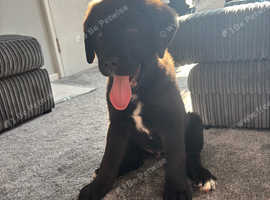 8week old male puppy for sale