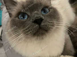 Ragdoll cross BSH kittens