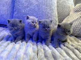 Chunky british short hair kittens for sale