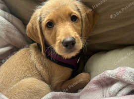 Female Labradoodle