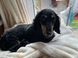9 weeks puppies long haired black and cream 1 dapple boy.