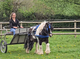 Standard 10.1hh shetland gelding ride and drive