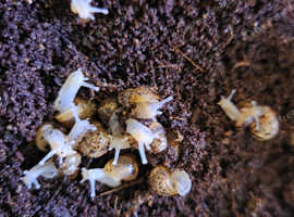 African land snails