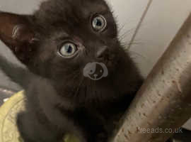 1 beautiful black female kitten looking for her forever home