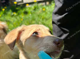 Puppy for sale