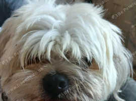 Male Shih Tzus
