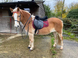Beautiful 13.3 Haflinger Mare