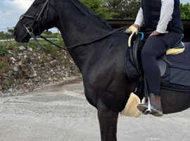 Thoughbred gelding