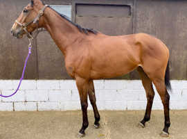 Gorgeous 3yr old mare for sale