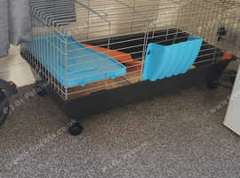 Rabbit for sale