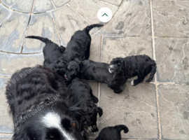 Beautiful bordoodle puppies