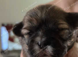 Imperial shih tzu puppies
