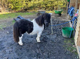 Miniature Shetland stallion's