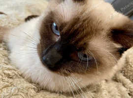 Urgent Adorable 10 month old Ragdoll mix kitten for Sale Offers Welcome.