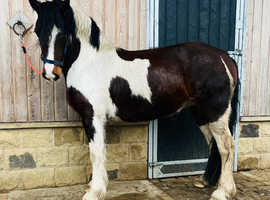 14.3 top quality Welsh x cob