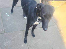Saluki Greyhound