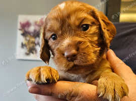 KC cocker puppies