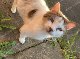 Sarabi 5yrs old female