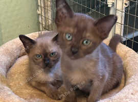 Adorable tonkinese kittens available in Gloucester