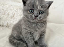 British short hair Female kitten