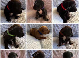 Patterdale x lurcher-bull