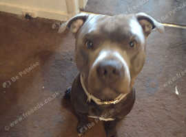 Irish blue Staffordshire bull terrier for stud. No papers.