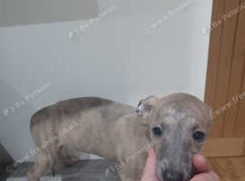 KC Whippet pups last two. 1 Female, 1 Male