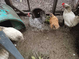 Chickens for sale around 16 hens