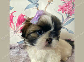 Shih tzu puppies for sale hot sale east midlands