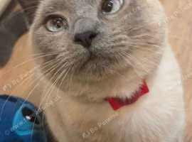Cat for  sale