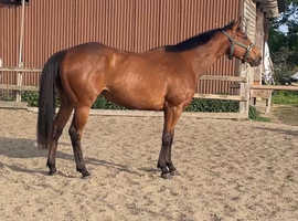 Safe chunky TB mare 15.2 6 years old allrounder in work project