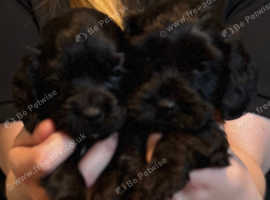Two Stunning cockapoo pups