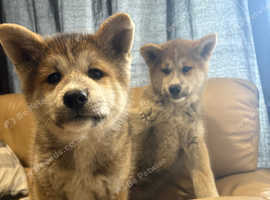 Lovely puppy's Japanese Akita