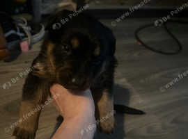 German Shepard cross rottwiller puppies