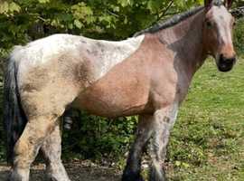 16.2hh Belgium draft