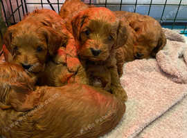 Red F1b Cavapoos ready end of may